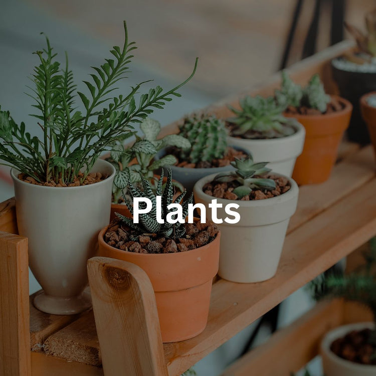 A variety of indoor and outdoor plants to decorate your space.