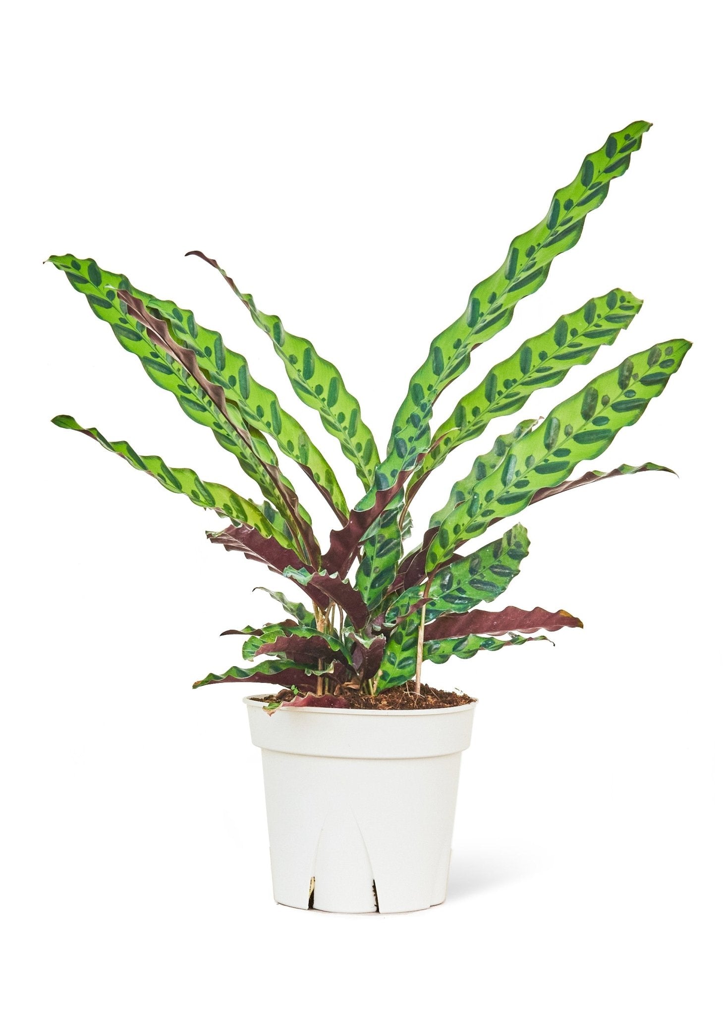 Calathea 'Rattlesnake', Large - Jaazi Intl