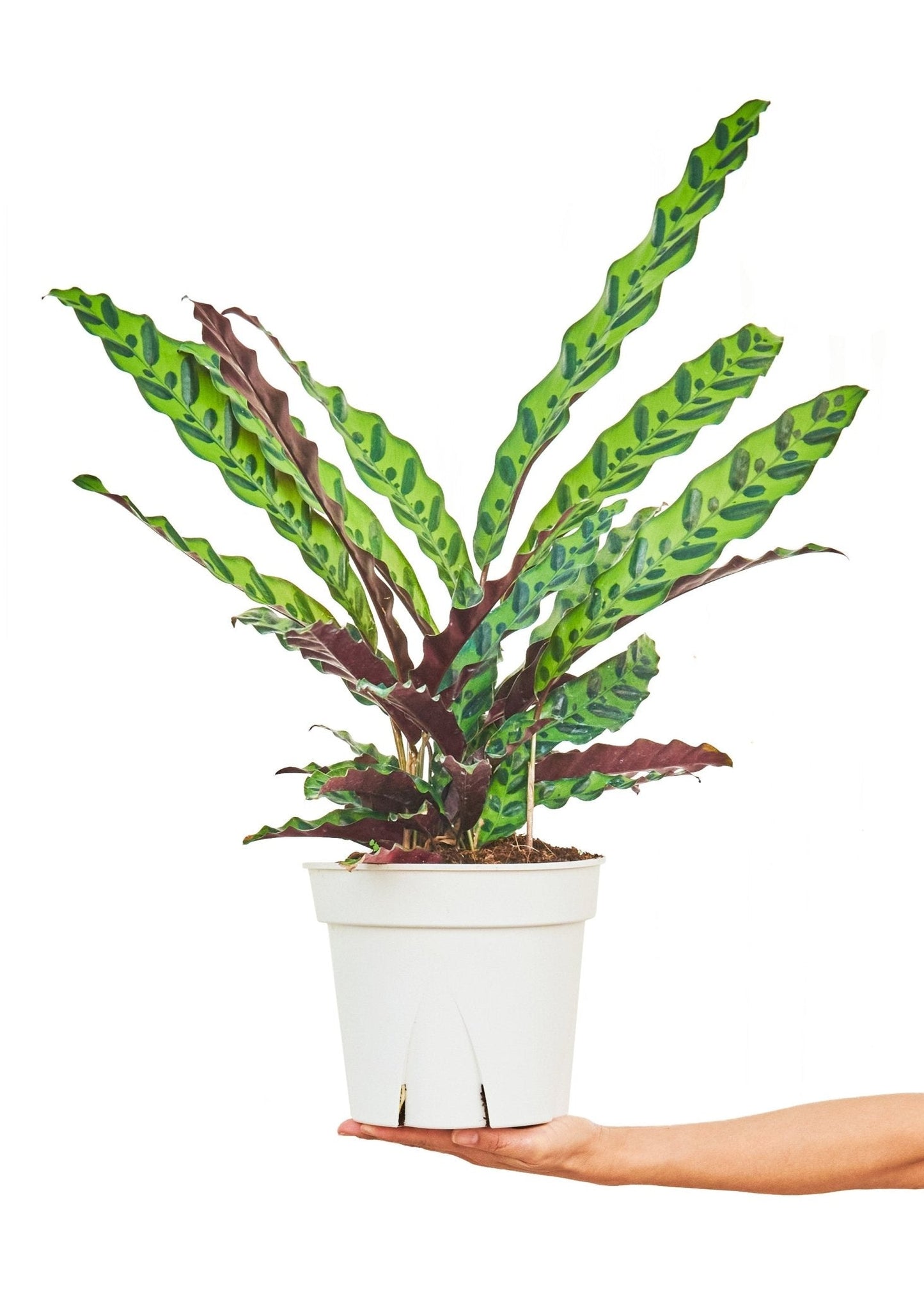 Calathea 'Rattlesnake', Large - Jaazi Intl