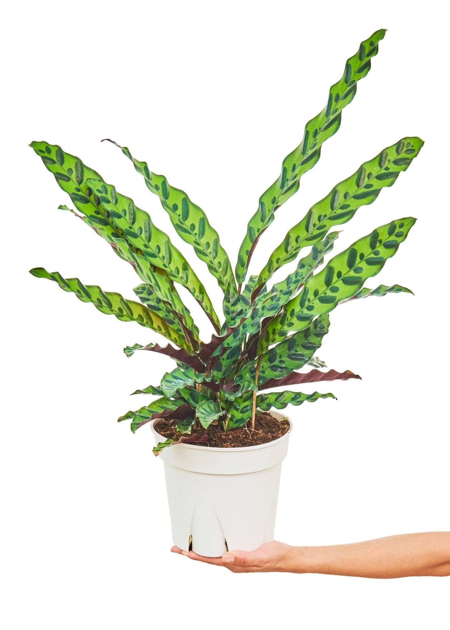 Calathea 'Rattlesnake', Large - Jaazi Intl