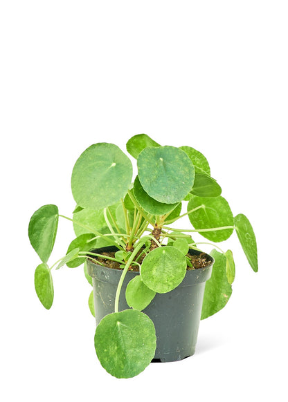 Chinese Money Plant, Medium - Jaazi Intl