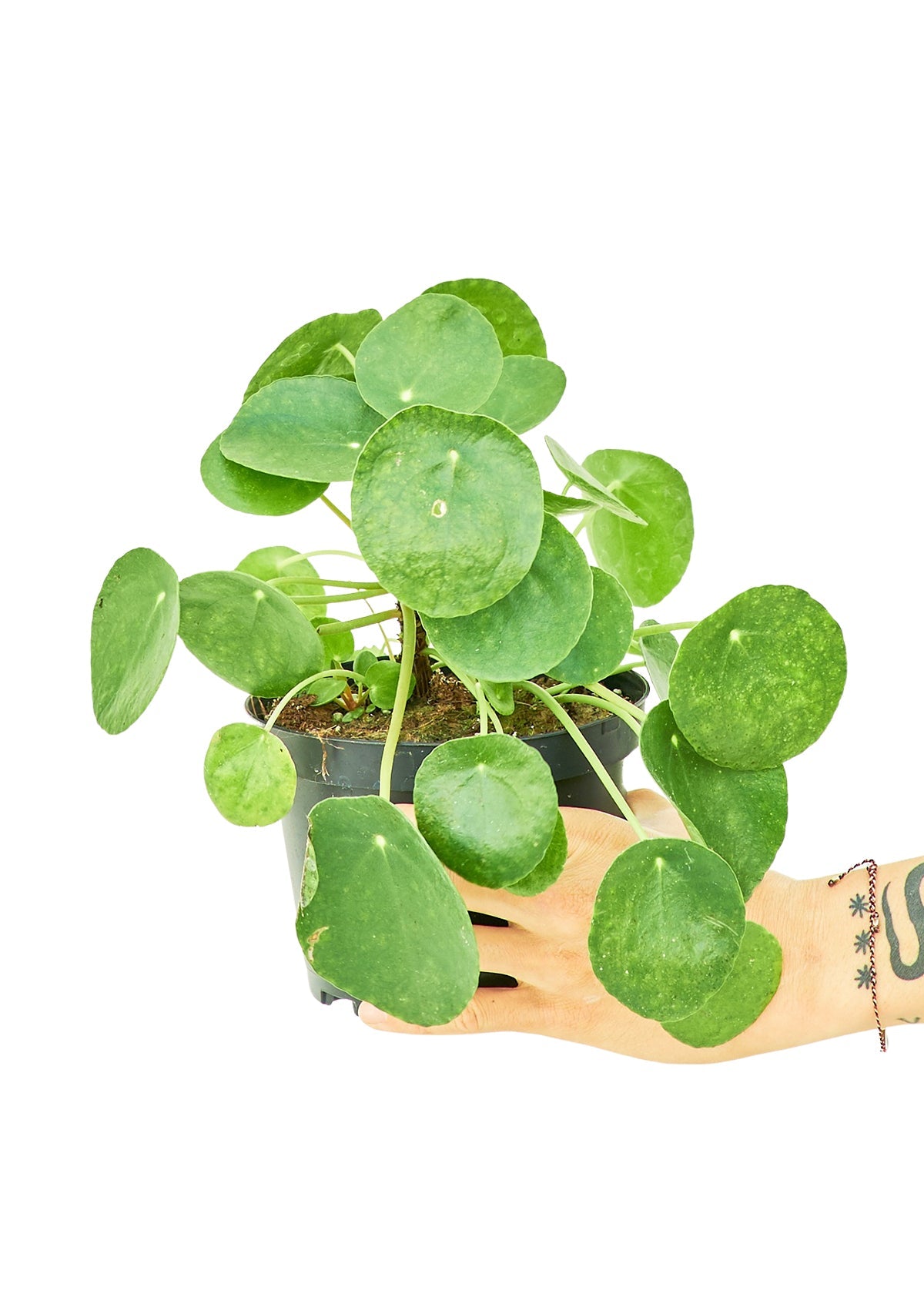 Chinese Money Plant, Medium - Jaazi Intl