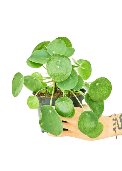 Chinese Money Plant, Medium - Jaazi Intl