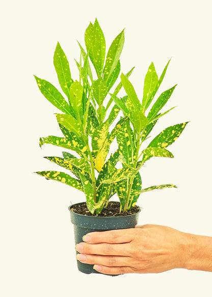 Croton 'Gold Dust', Small - Jaazi Intl