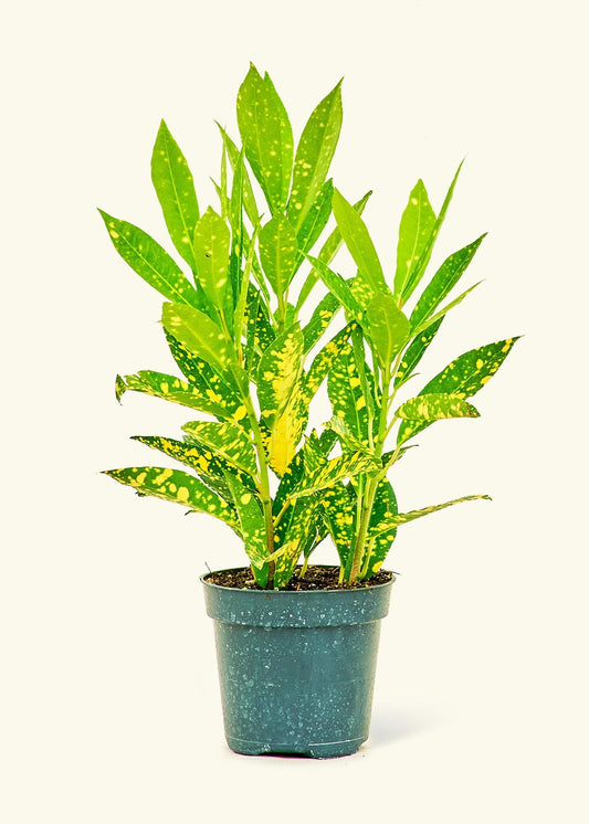 Croton 'Gold Dust', Small - Jaazi Intl