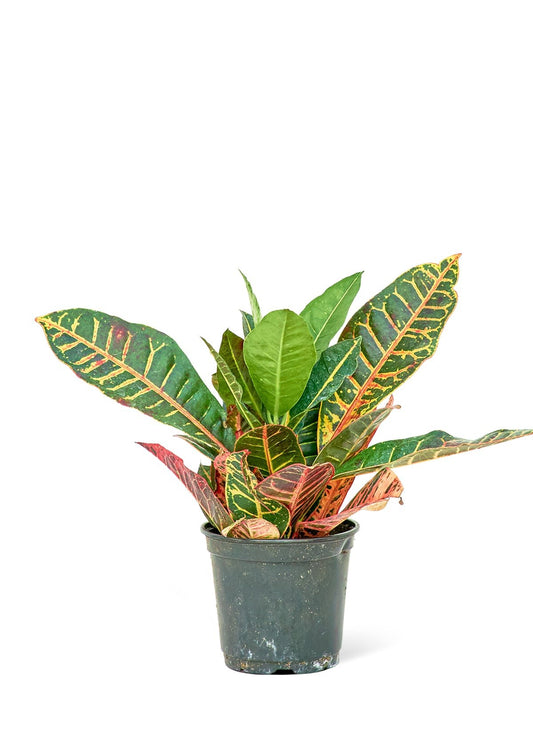 Croton 'Petra', Medium - Jaazi Intl