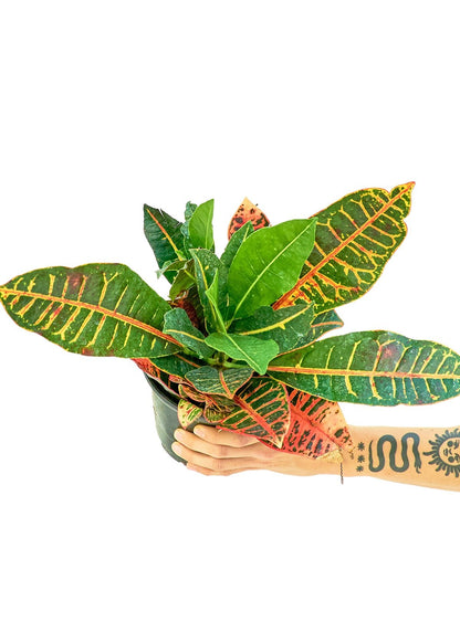 Croton 'Petra', Medium - Jaazi Intl