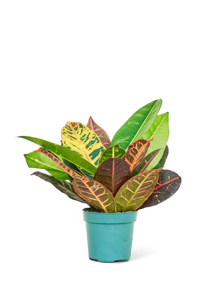 Croton 'Petra', Small - Jaazi Intl