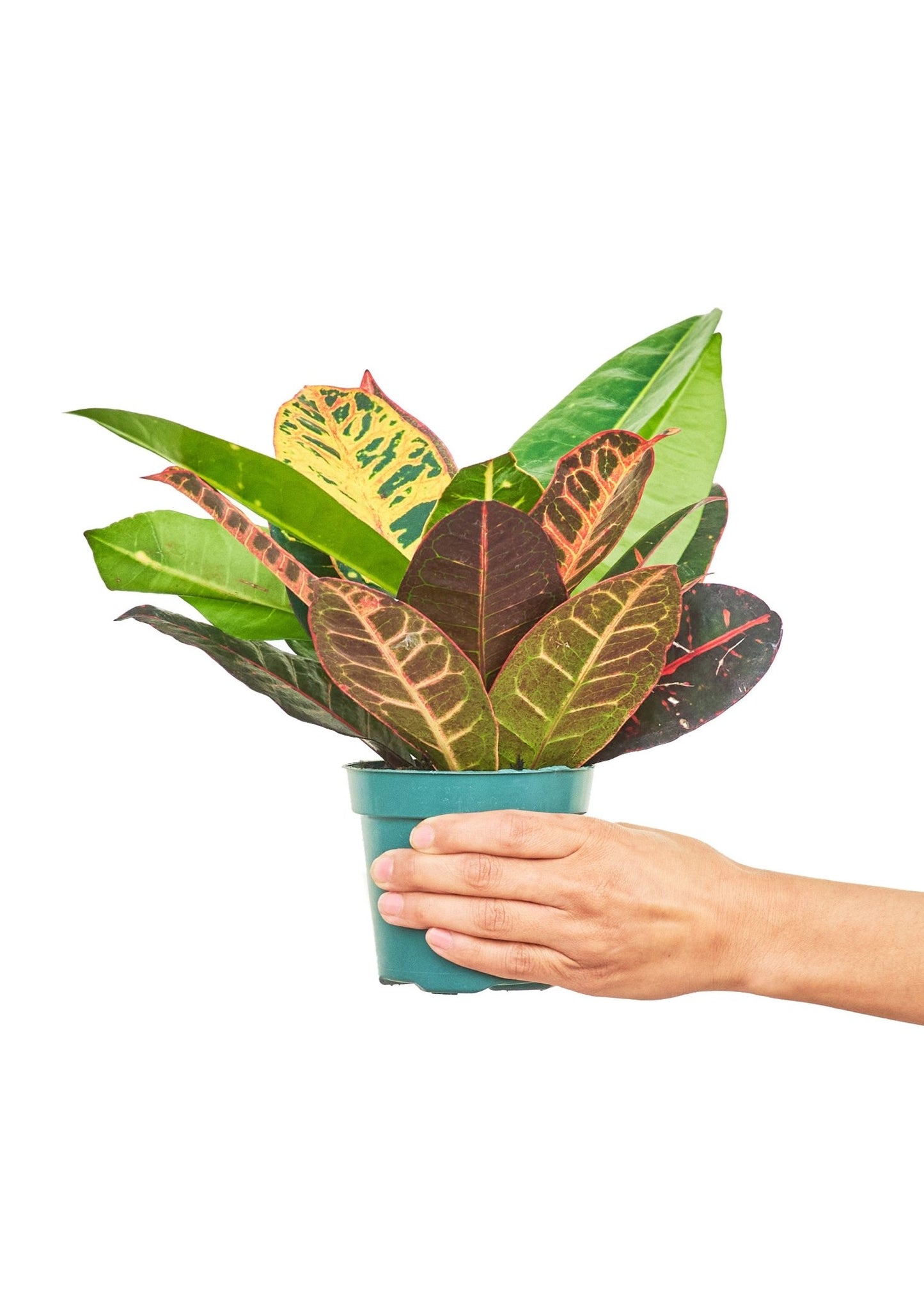 Croton 'Petra', Small - Jaazi Intl