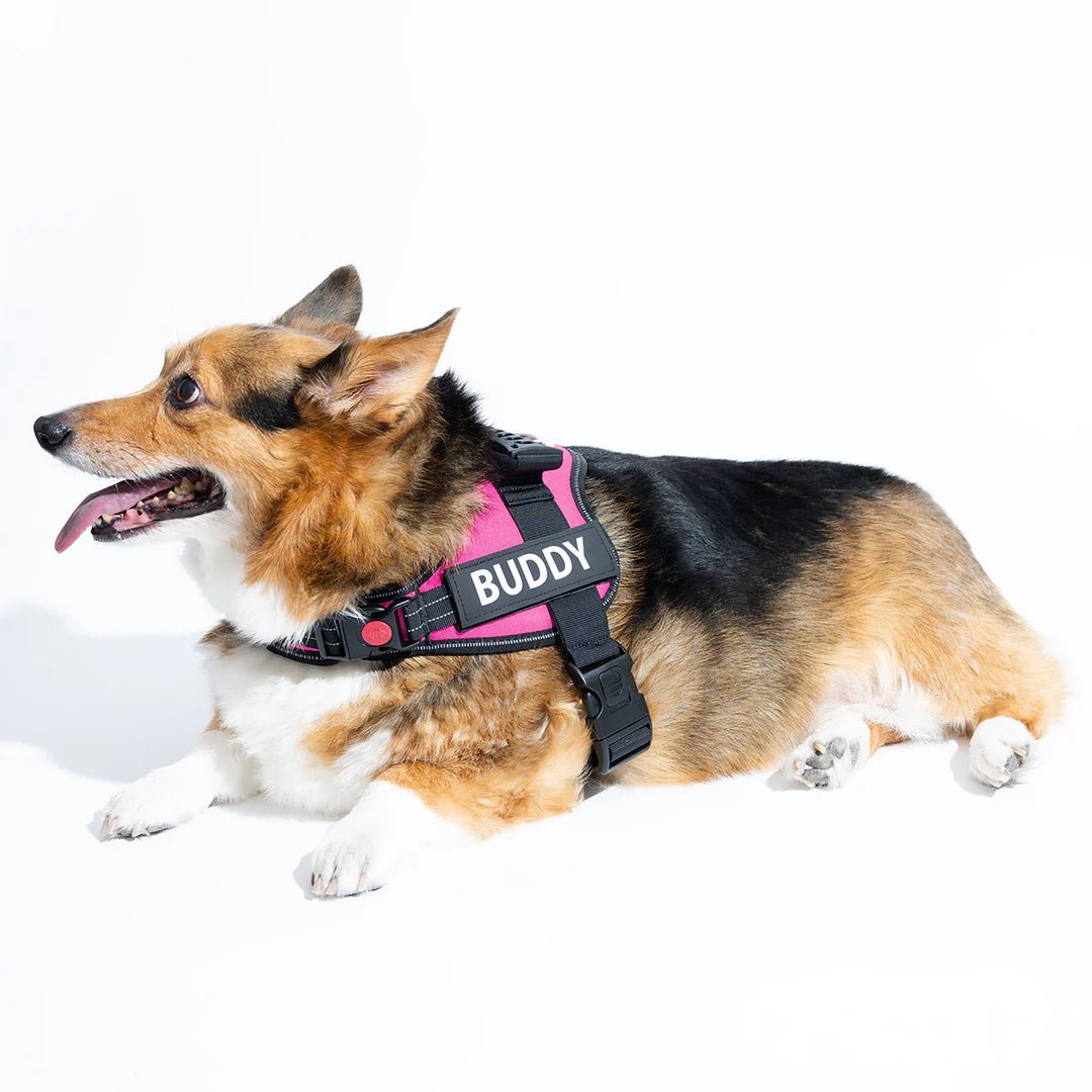 Custom Anti - Choke Dog Harness - Jaazi Intl