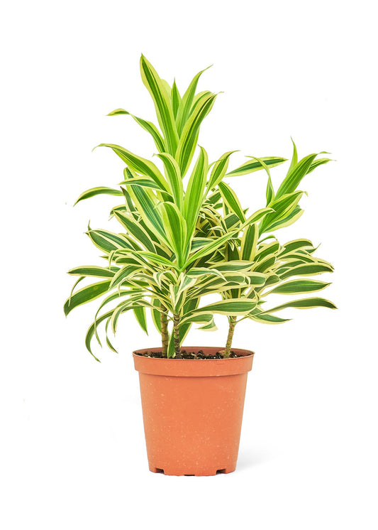 Dracaena 'Song of India', Medium - Jaazi Intl