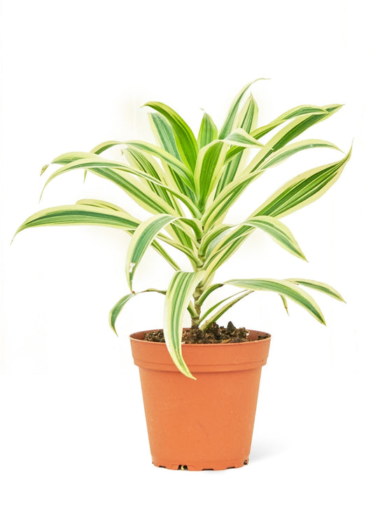 Dracaena 'Song of India', Small - Jaazi Intl