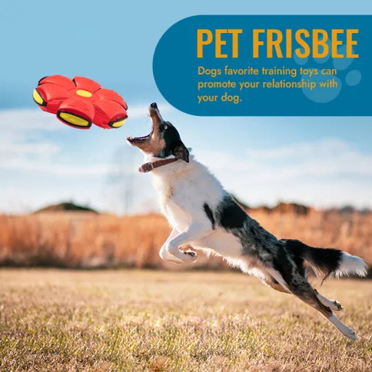 Pet Flying Saucer Ball