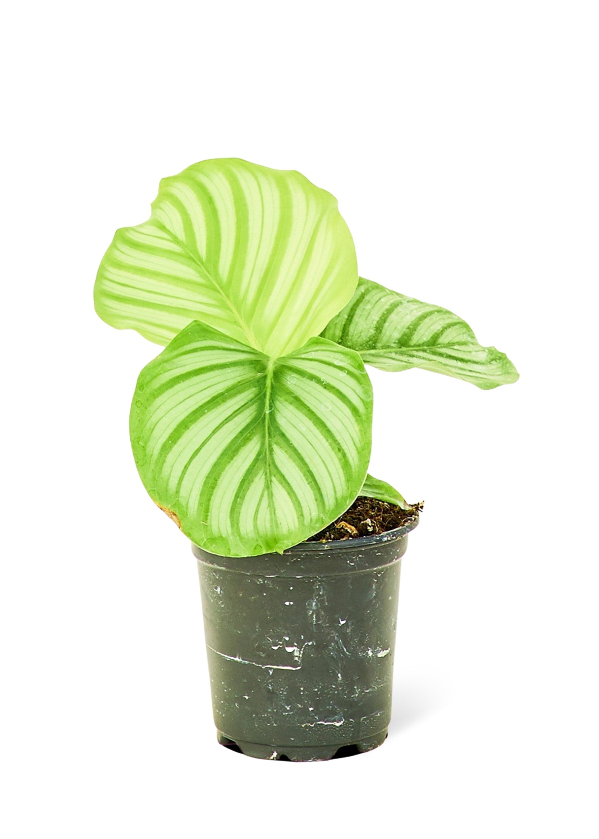 Plante paon orbitale, petite