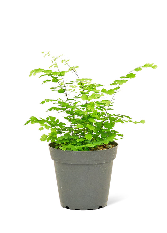 Fougère Maidenhair, petite