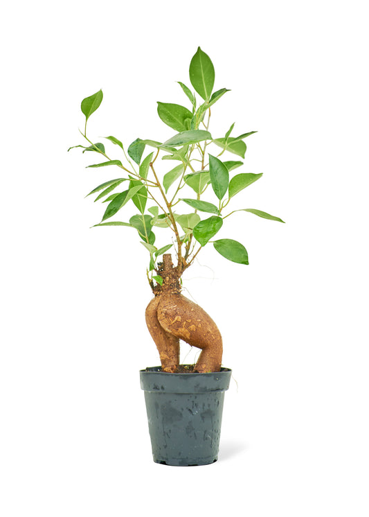 Ficus 'Ginseng', petit