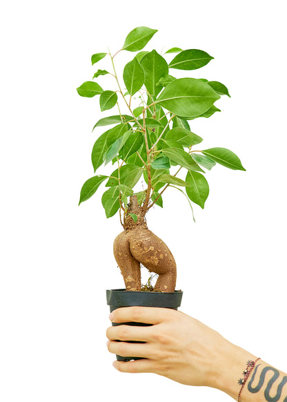 Ficus 'Ginseng', petit