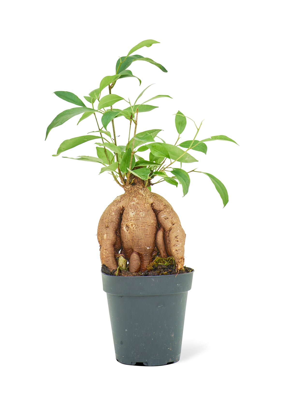 Ficus 'Ginseng', petit