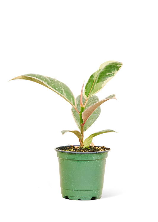 Ficus 'Tineke', petit