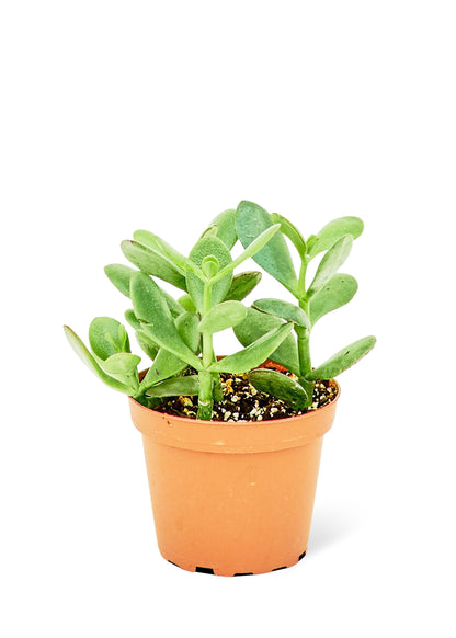 Plante de jade, petite