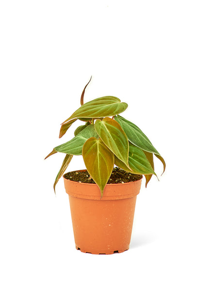 Philodendron à feuilles de velours, petit