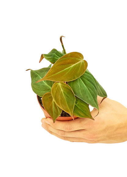 Philodendron à feuilles de velours, petit