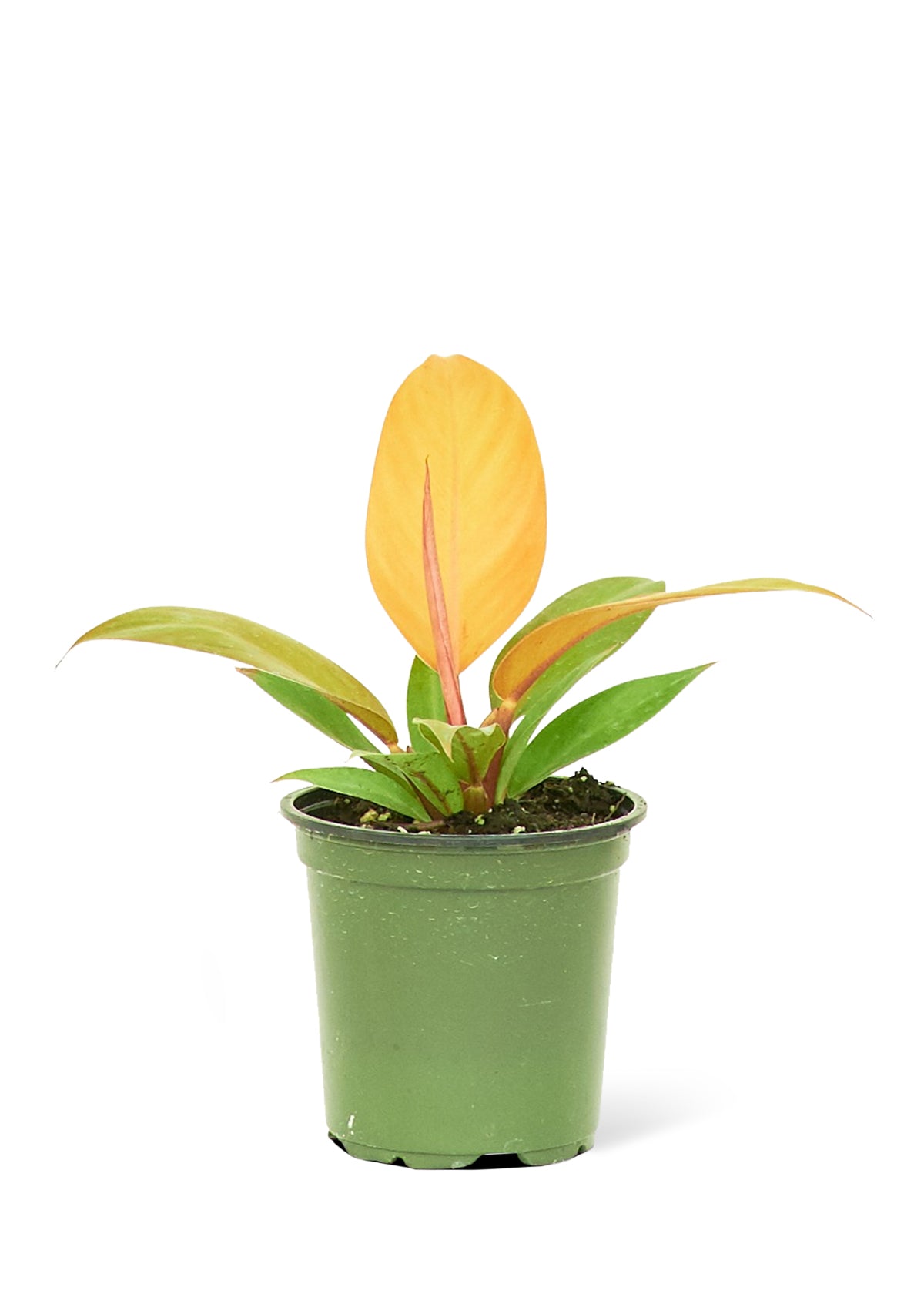 Philodendron 'Prince d'Orange', petit