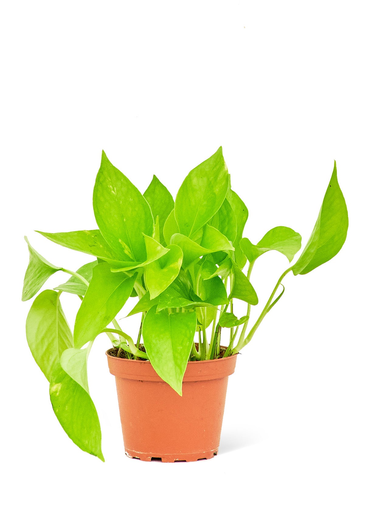 Pothos doré, petit