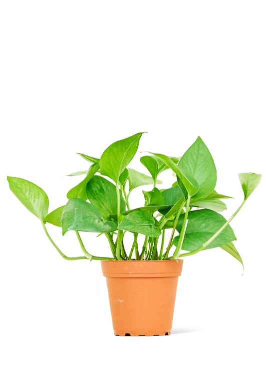 Pothos 'Jade', petit