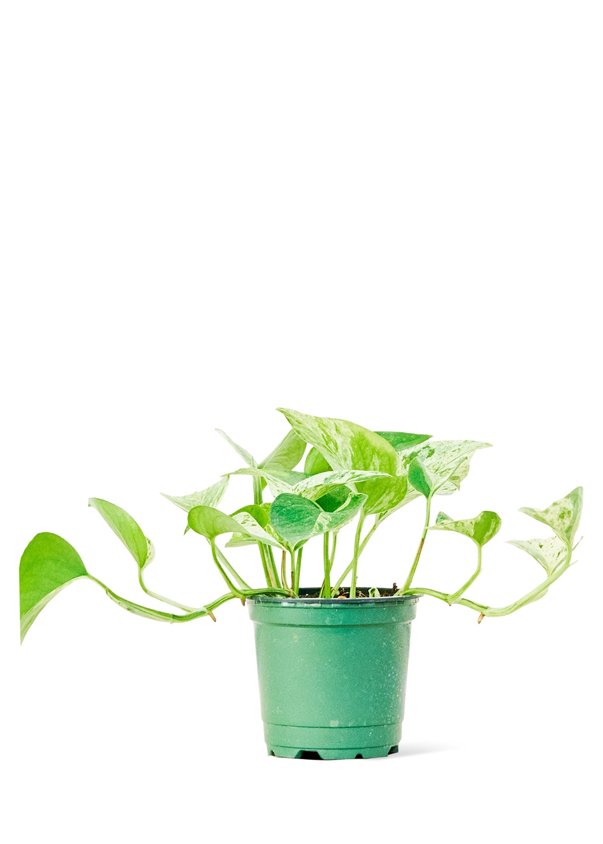 Pothos 'Marble Queen', petit