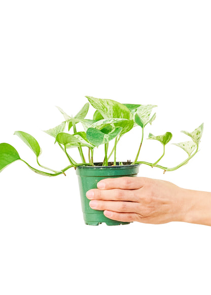 Pothos 'Marble Queen', petit