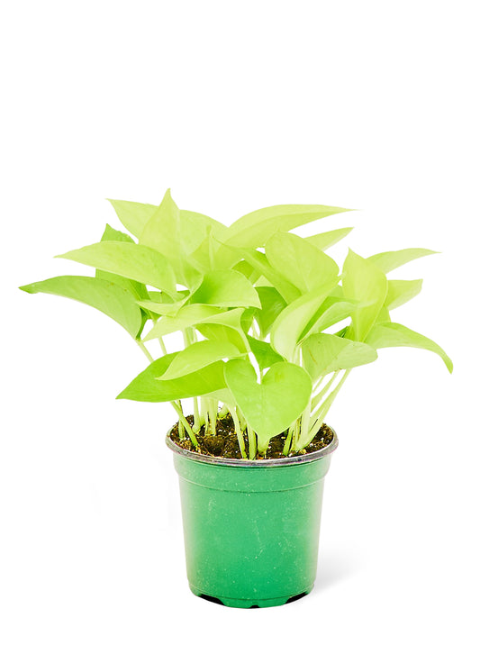 Pothos néon, petit