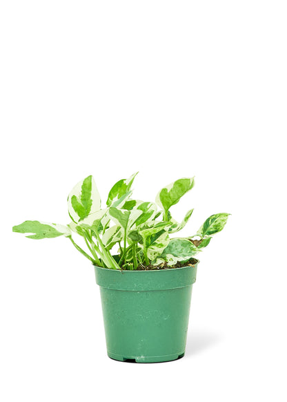 Pothos 'Perles et Jade', petit