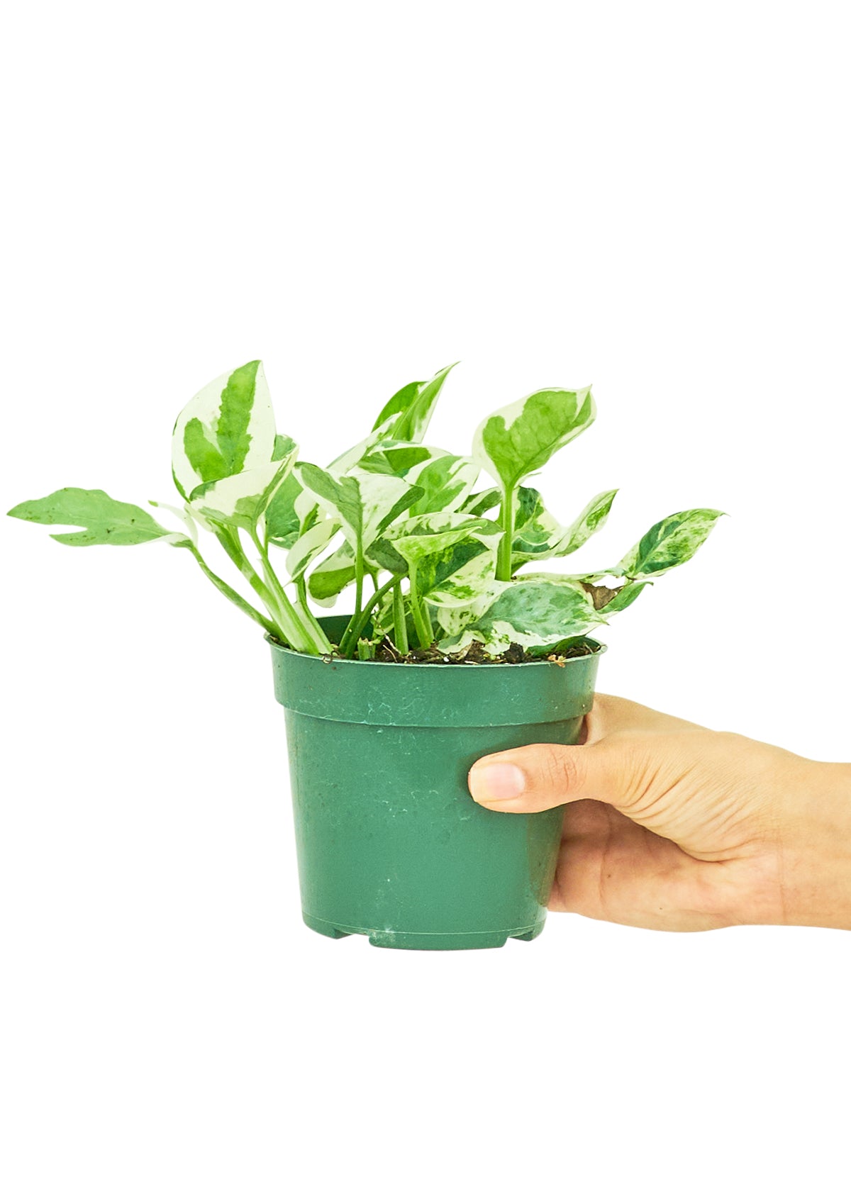 Pothos 'Perles et Jade', petit