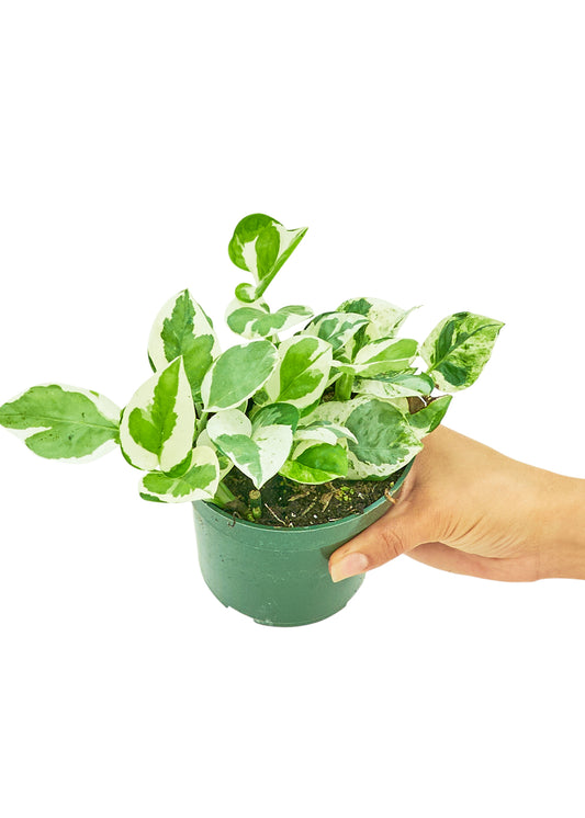 Pothos 'Perles et Jade', petit