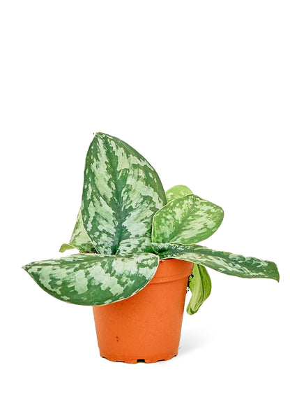 Pothos argenté 'Exotica', petit