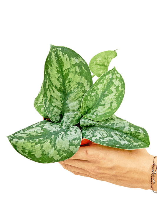 Pothos argenté 'Exotica', petit