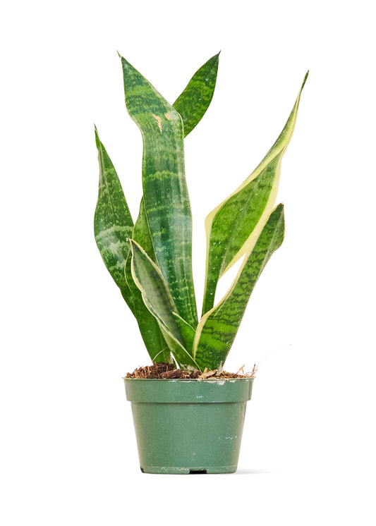 Plante serpent 'Laurentii', petite