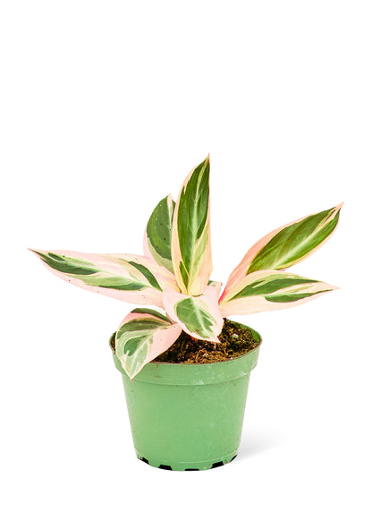 Stromanthe 'Triostar', petit