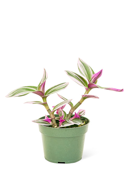 Tradescantia 'Nanouk', petit