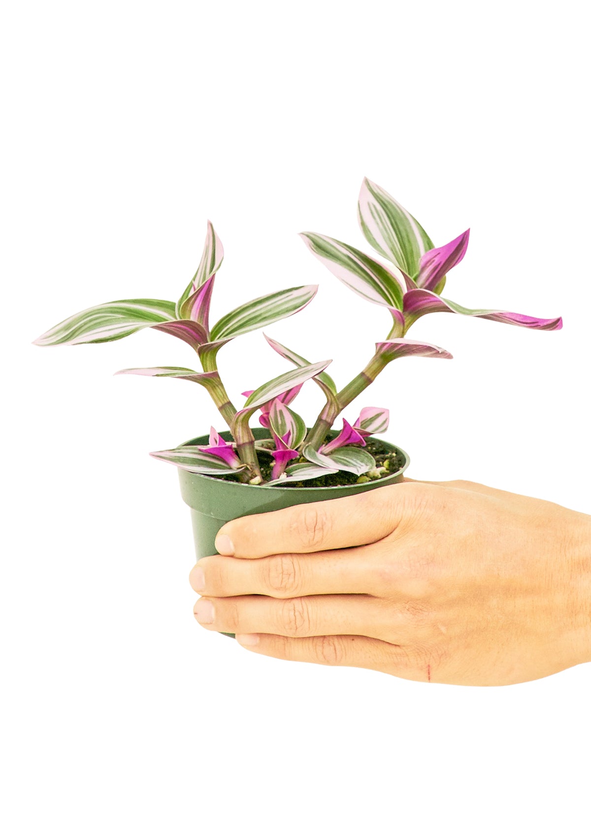 Tradescantia 'Nanouk', petit