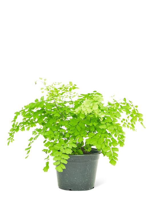 Fougère Maidenhair, moyenne