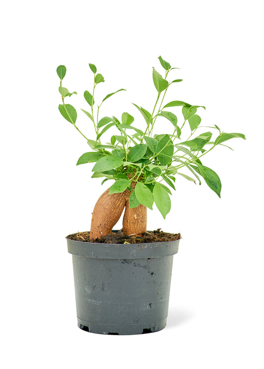 Ficus 'Ginseng', moyen