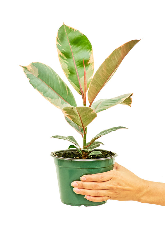 Ficus 'Tineke', moyen