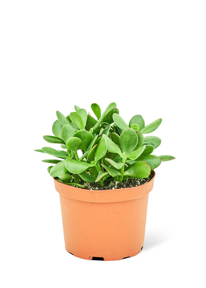 Plante de jade, moyenne