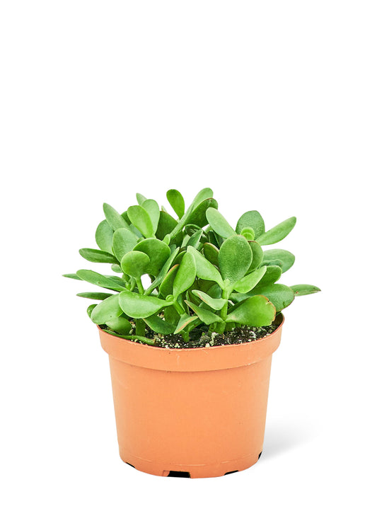 Plante de jade, moyenne