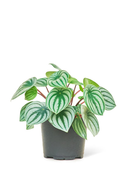 Peperomia pastèque, moyenne