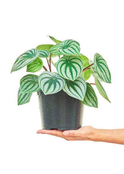 Peperomia pastèque, moyenne