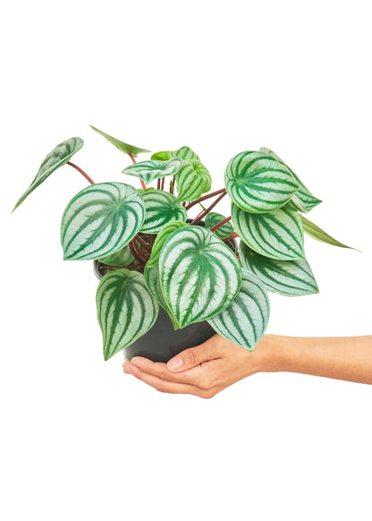 Peperomia pastèque, moyenne