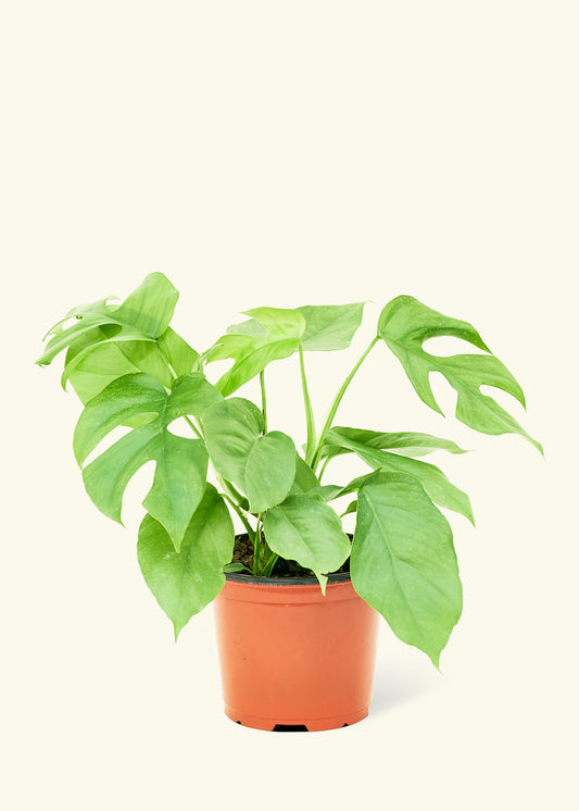 Mini Monstera, moyen